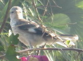 Jamaican Nightingale Jamaican Nightingale