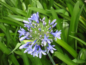 Agapanthus Lilly Jamaica
