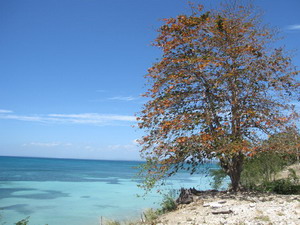 Almond Tree Jamaica