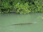 Crocodile Jamaica Black River