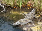 Jamaican Crocodile
