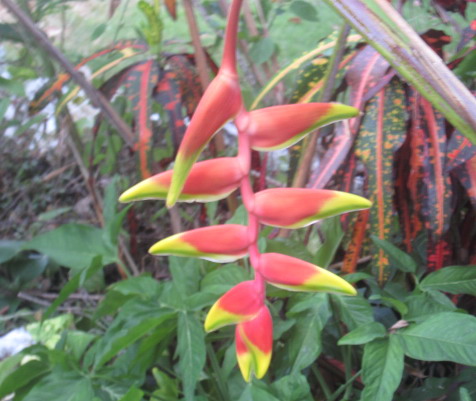 jamaica plants flowers heliconia flowering bright flower lobster flowerl garden vacations