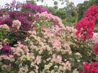 Bougainvillea, Jamaica