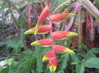 Heliconia, Jamaica