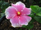 Hibiscus, Jamaica