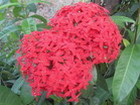 Ixora Flower, Jamaica