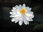 Water Lilly, Jamaica