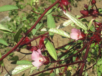 Sorrel Flower
