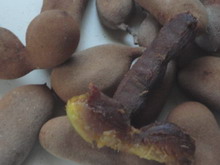 Tamarind Jamaican Fruit