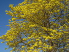 Poui Tree, Jamaica