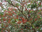 Bird Cherry Tree, Jamaica