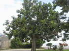 Breadfruit Tree, Jamaica