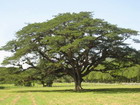 Guango Tree, Jamaica