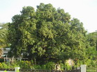 Mango Tree, Jamaica
