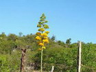 Maypole Tree, Jamaica