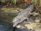 Crocodile basking in sun