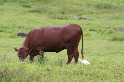 Jamaica Red Poll