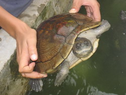 Jamaican Pond Turtle