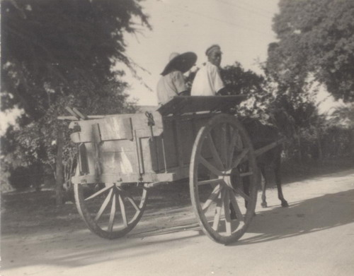 Garbage Cart Black River