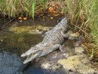 Crocodile, Jamaica