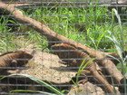 Jamaican Iguana