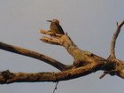 Woodpecker, Jamaica