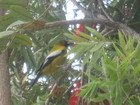 Oriole, Jamaica