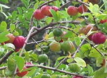 Cherry Jamaican Fruit