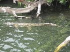 Crocodile Black River Safari