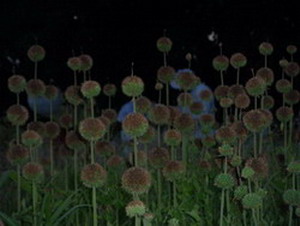 Alligator Gall Globe Thistle