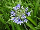 Petchary/ Agapanthus Lilly, Jamaica