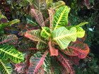 Croton, Jamaica