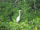 Greater Egret on the Black River