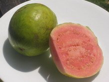 Guava Jamaican Fruit