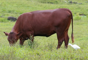 Jamaican Red Poll