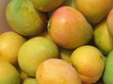 Jamaican Common Mango