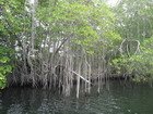 Mangroves on Black River