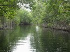 Mangrove Trees