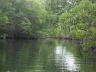 Mangrove Avenue Black River