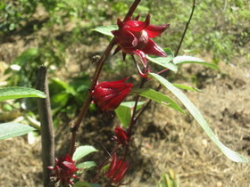 Jamaican Sorrel