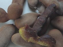 Tamarind Jamaican Fruit