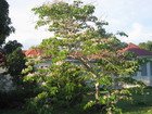 Bauhinia, Poor Man's Orchid