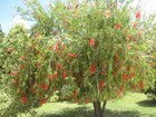 Bottlebrush Tree, Jamaica