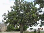 Breadfruit Tree, Jamaica