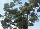 Cotton Tree, Jamaica