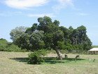 Lignum Vitae, Jamaica