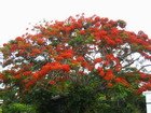 Poinciana Tree, Jamaica