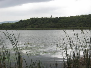 Wallywash Pond Great Pond Jamaica