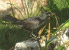 Blackbird, Jamaica