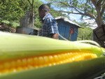 Boiled Corn Jamaica
